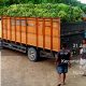 Produk Pisang Asal Malaka Sangat Diminati , Berhasil Tembus Pasar di Pulau Bali