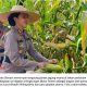 Polres Bintan Panen Jagung Manis di Mako Sendiri, Dukung Ketahanan Pangan Nasional